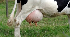 Мастит у коровы