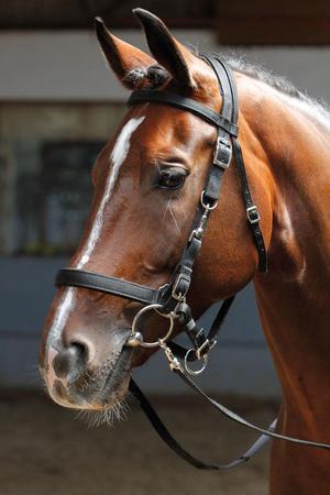 Недоуздок своими руками