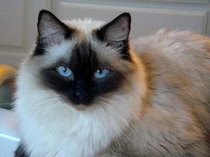 Темперамент гималайской кошки