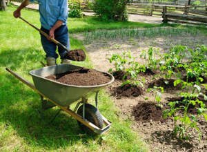 Как использовать кроличий навоз