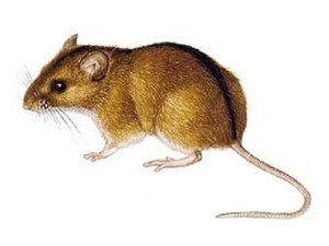 Описание мыши полёвки