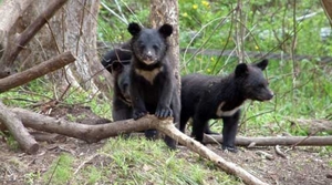 Уссурийский медведь