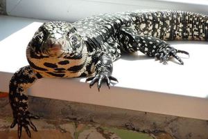 Аргентинский тегу: уход, содержание и особенности ящерицы