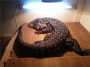 Ящерице Tegu - уход и кормление