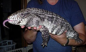 Аргентинский тегу  - чем питается?