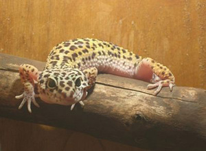 Пятнистый леопардовый эублефар -рептилия 