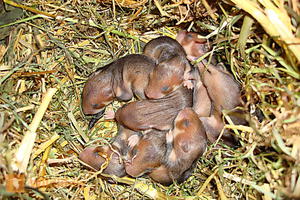 Где обитают полевые хомяки