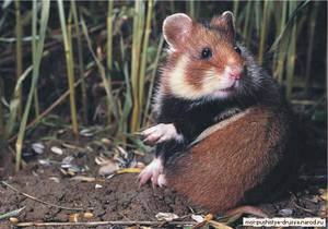 Полевые хомяки