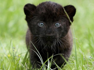 Пантера - заботливый родитель, ее детеныши под надежным присмотром