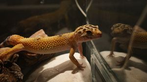 Эублефары пятнистые