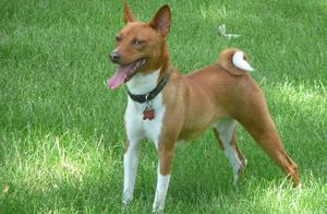 Порода собак Басенджи не умеет лаять