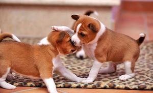 Щенки басенджи - забавные любимцы