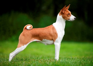 Не лающая собака - это не миф, есть такая порода