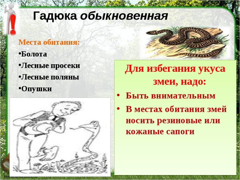 Гадюка змея ядовитая -опасно