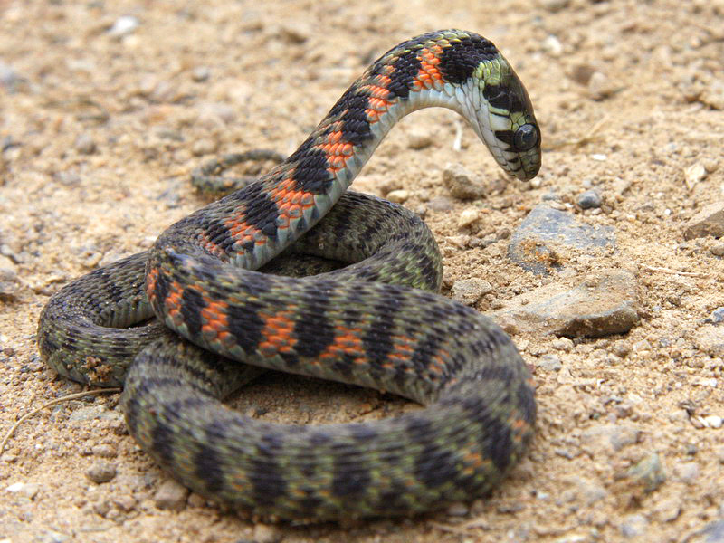 Гадюка опасная ядовитая  рептилия