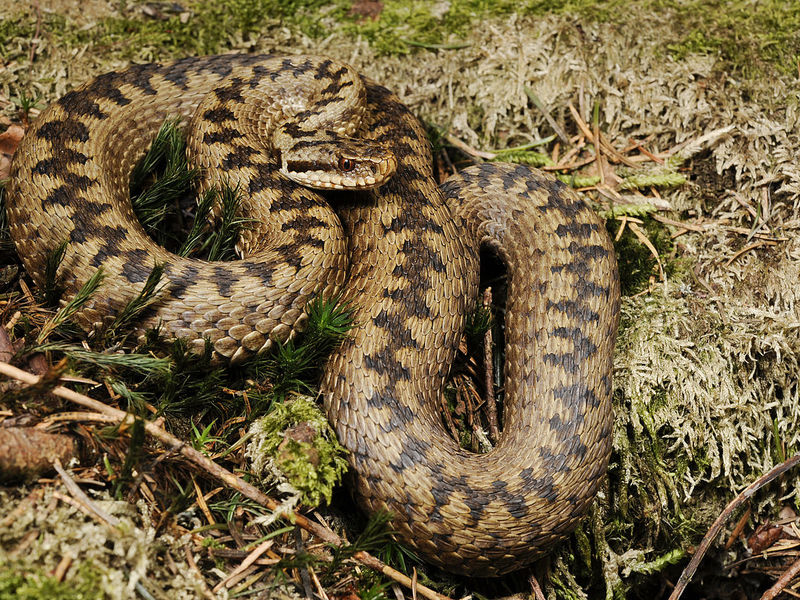   Ядовитые змеи -Гадюки