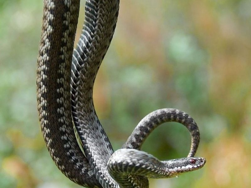 Любимое место обитания гадюки - заросли травы