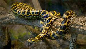 Парагвайская анаконда: описание