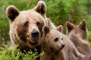 Медведи в природе - образ жизни