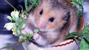 Витамины для хомячка