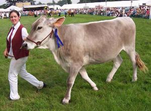 Швицкую корову ведут на поводе