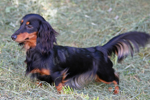 Такса длинношерстная черная на прогулке