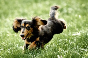 Активная кроличья такса гуляет