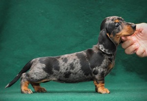 Милый пятнистый щенок гладкошерстной кроличьей таксы