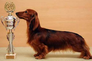 Длинношёрстная кроличья такса и кубок