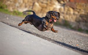 Такса прыгает от радости