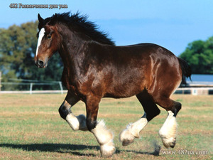 Владимирский тяжеловоз – гордость отечественных селекционеров