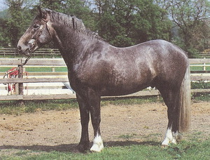 Самая трудолюбивая лошадь в мире – это ирландский тяжеловоз
