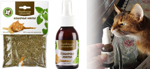 Кошачья мята для корректировки поведения животных