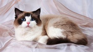 Кошка Рэгдолл - что это за порода