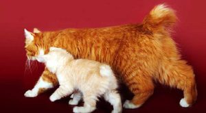 Как выглядит курильский бобтейл