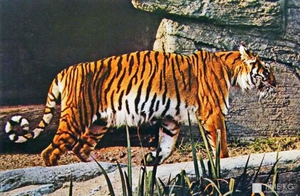 Закавказский тигр