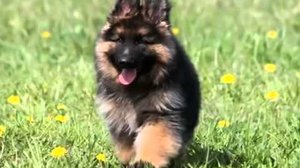 Бегущий щенок-пушистик 