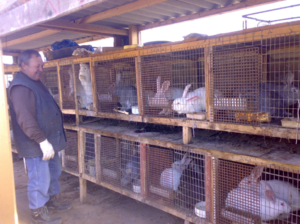 Разведение кроликов: от рождения до убоя — пошаговое руководство