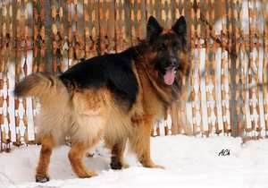 Длинношёрстная немецкая овчарка на снегу