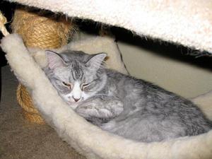 Пиометра у кошки