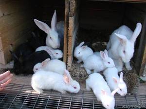 Разноцветные кролики