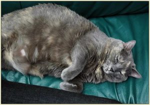 Увеличение живота у кошки