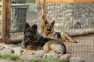 Содержание длинношёрстных немецких овчарок