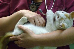 Лечение пиометры