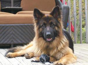 Симпатичная длинношёрстная немецкая овчарка отдыхает