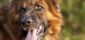 Длинношёрстная немецкая овчарка - голова крупно