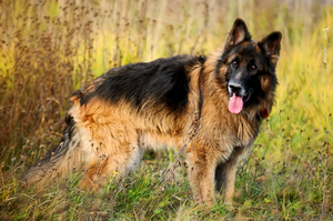 Умная длинношёрстная немецкая овчарка фото