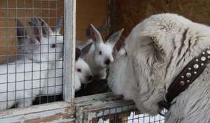 Племенные кролики и собака