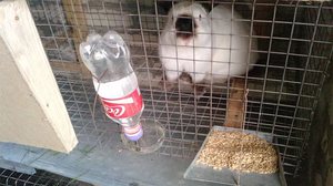 Как сделать поилку для кроликов своими руками: простая и надежная конструкция