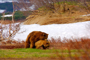 Гризли: питание, размножение и ареал обитания серого медведя
